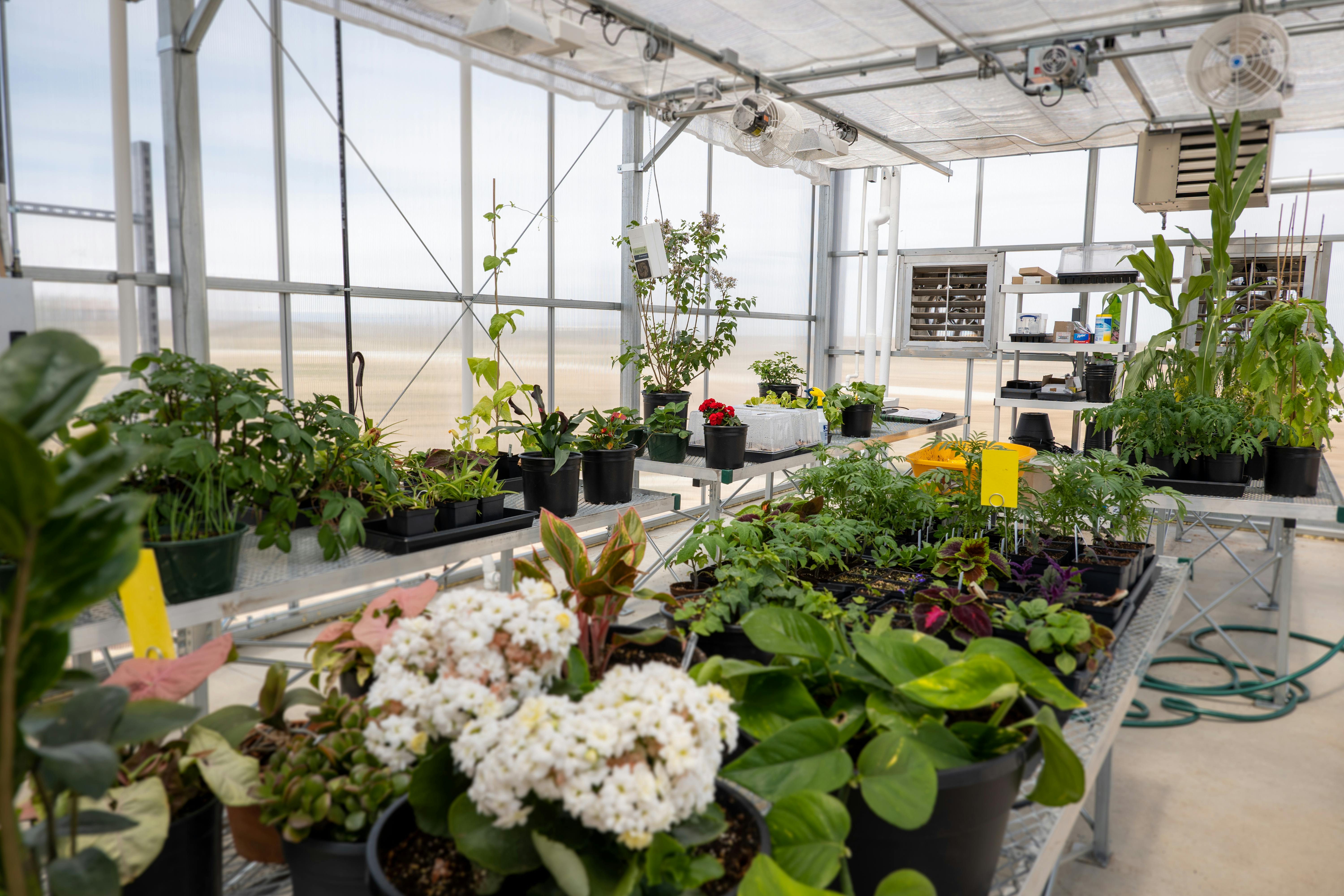 greenhouse with plants on tables 