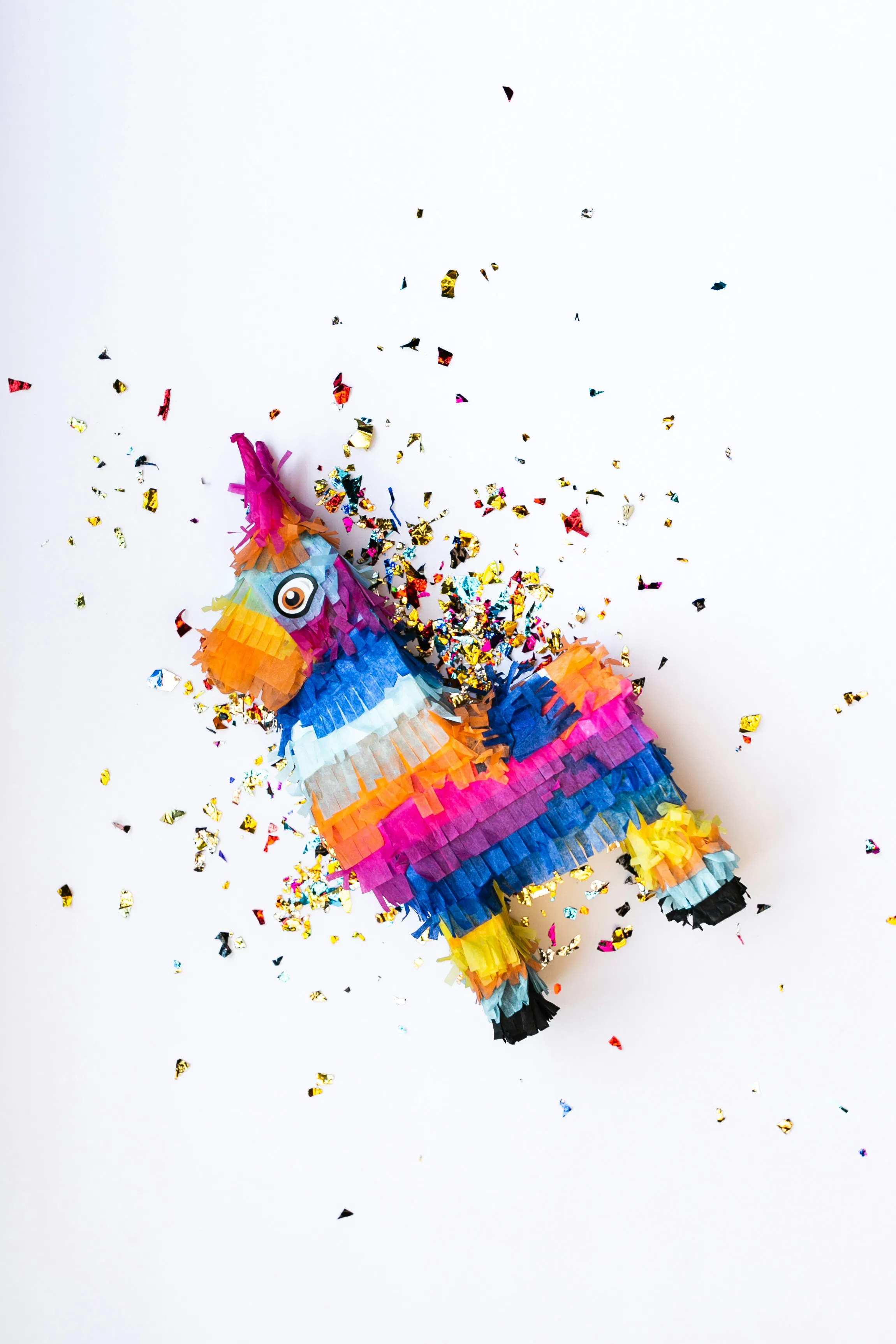 Greyhound Fiesta!