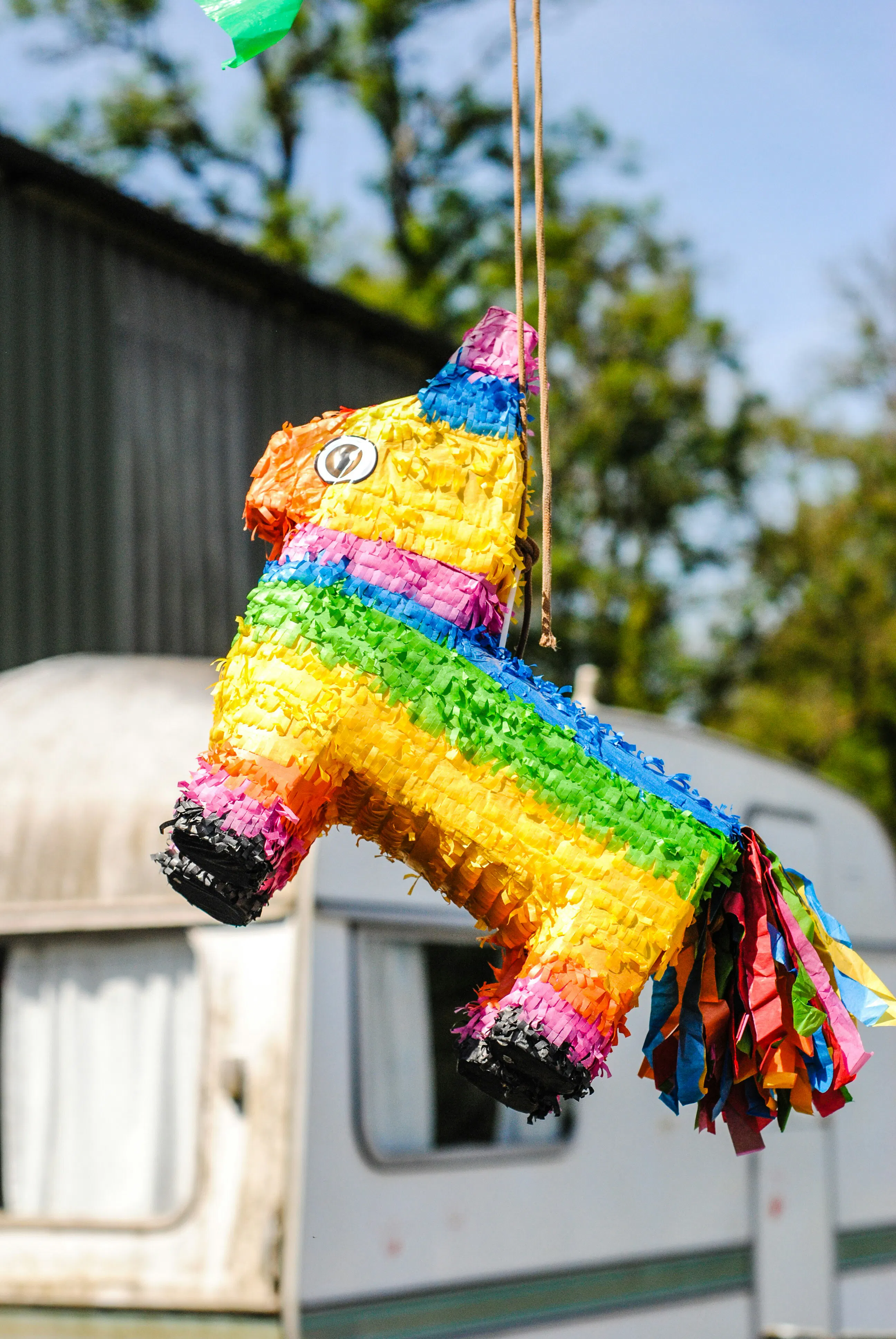 Greyhound Fiesta!