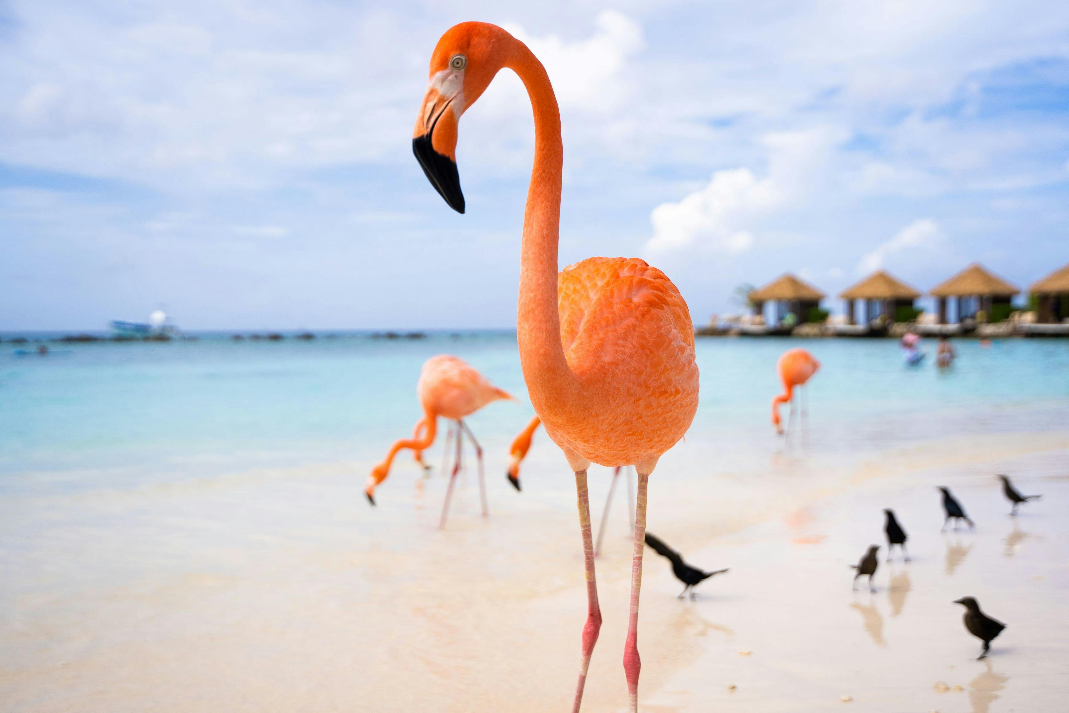 elm-pg-billboard-form-centered Flamingos-Small