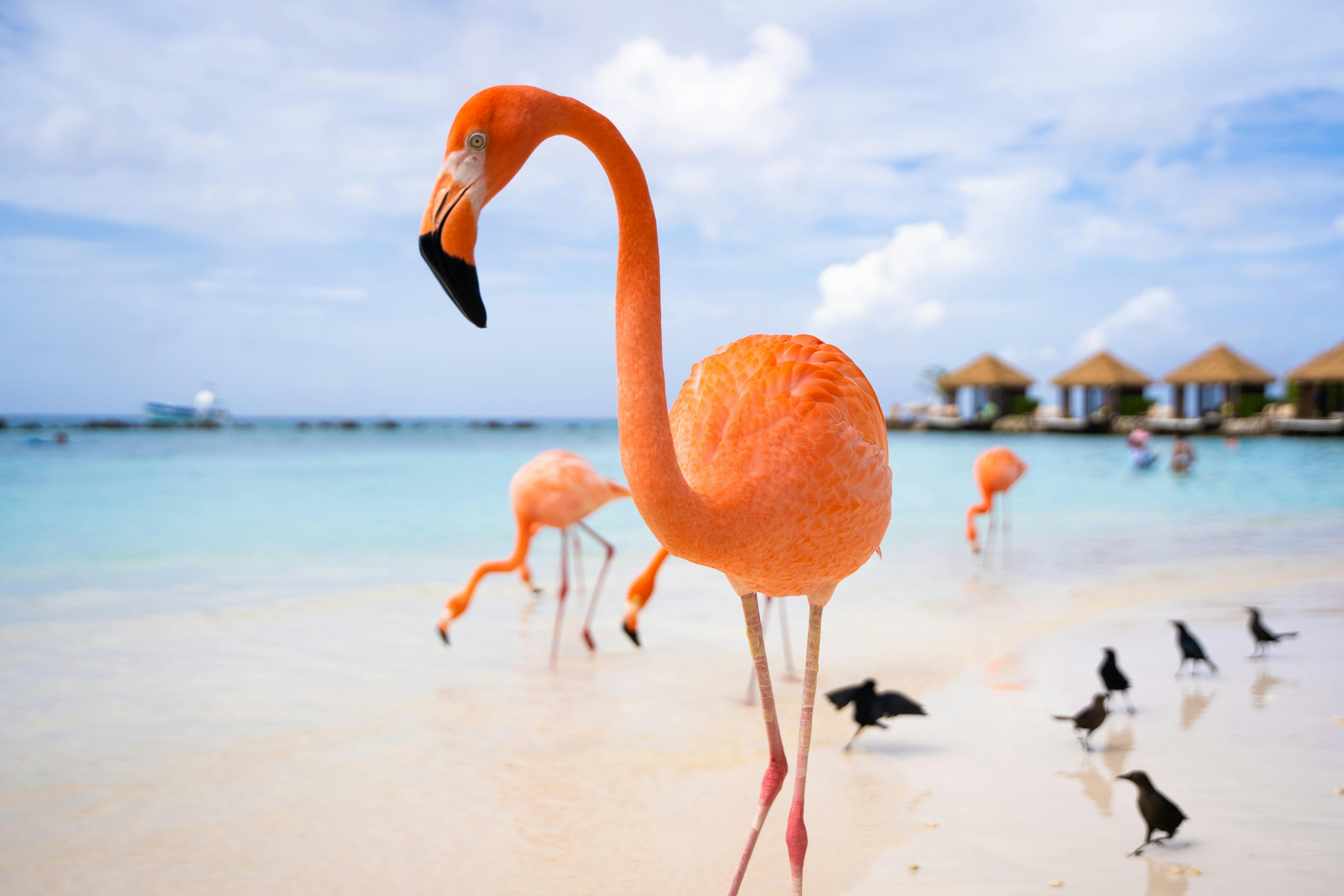 elm-pg-billboard-form-centered Flamingos-1