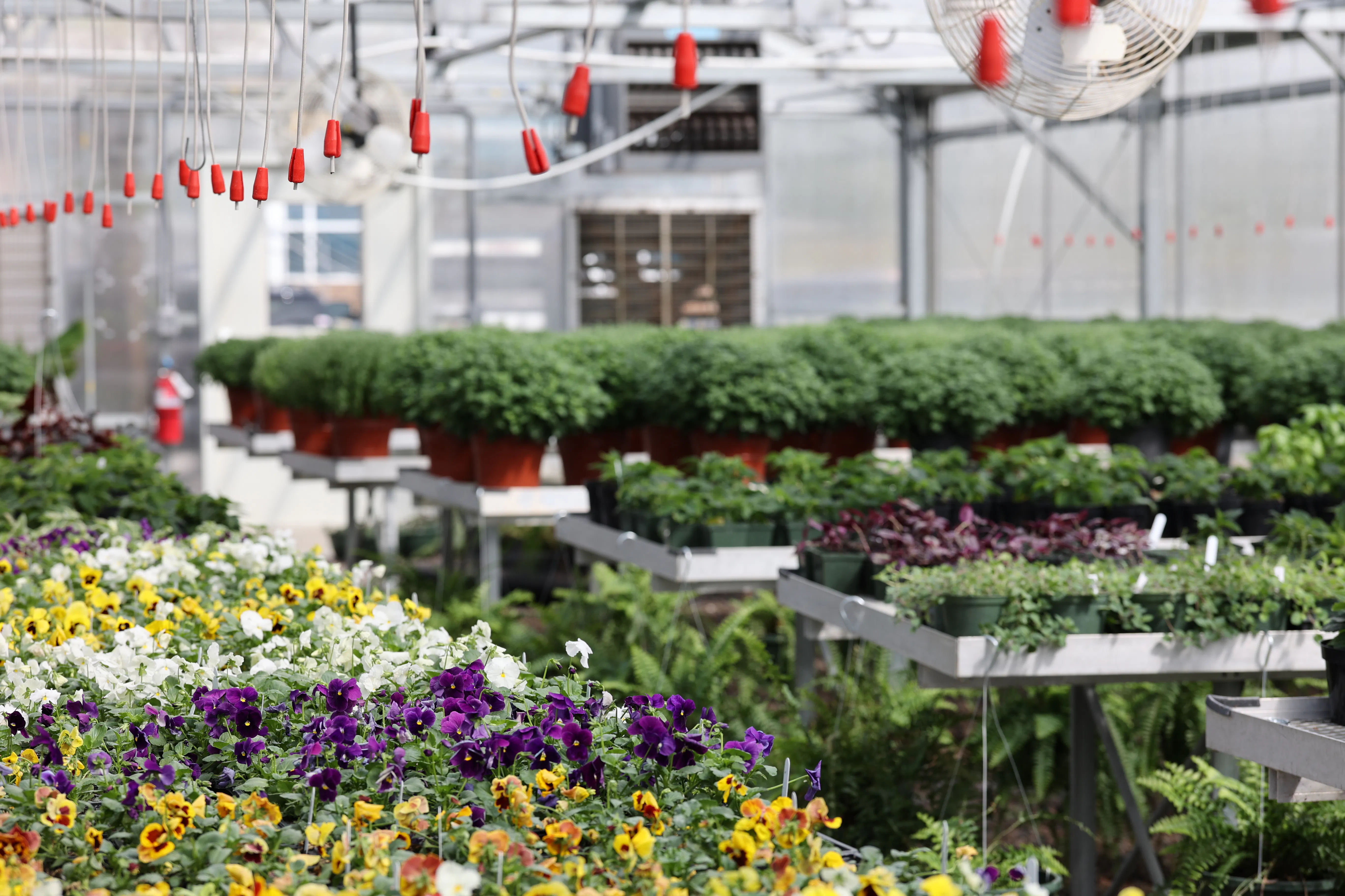 Fall Plant Sale