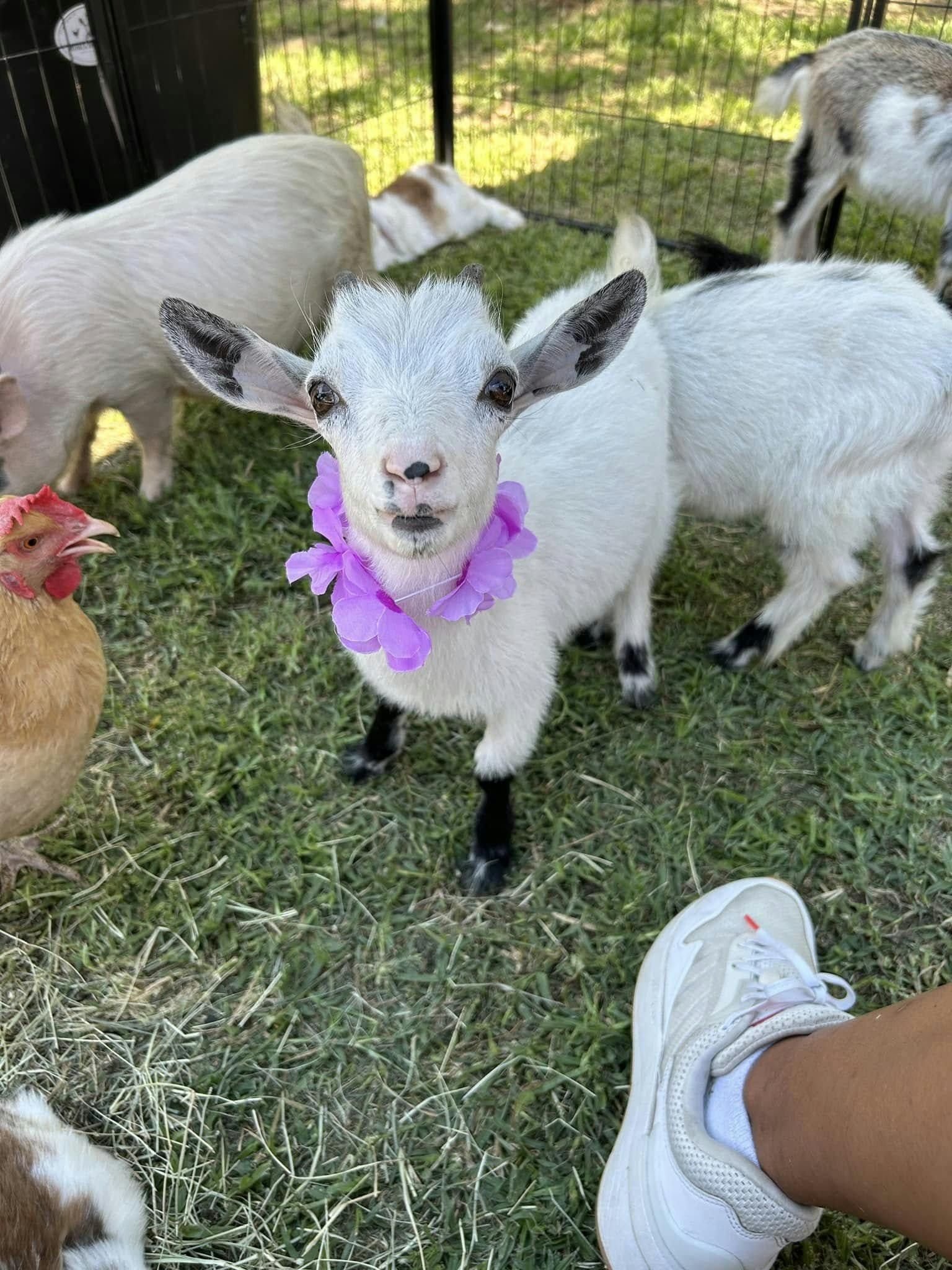 Pre-Exam Jam Mimi's Mini Farm