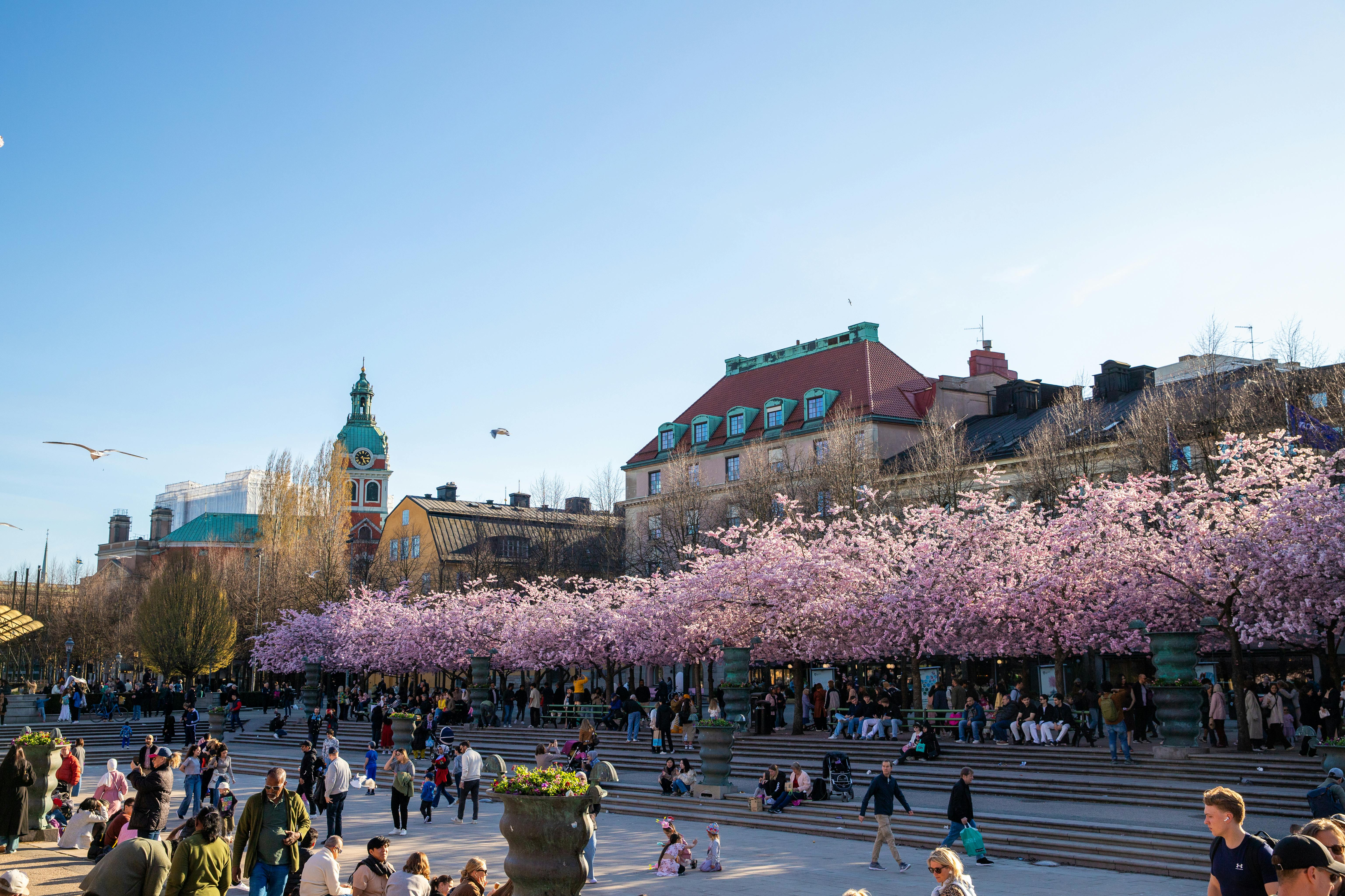 SP25_STO_Cherry blossoms (4)