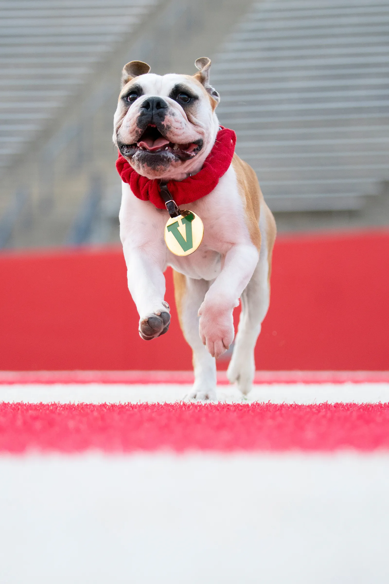 By Joining Bulldog Bound
