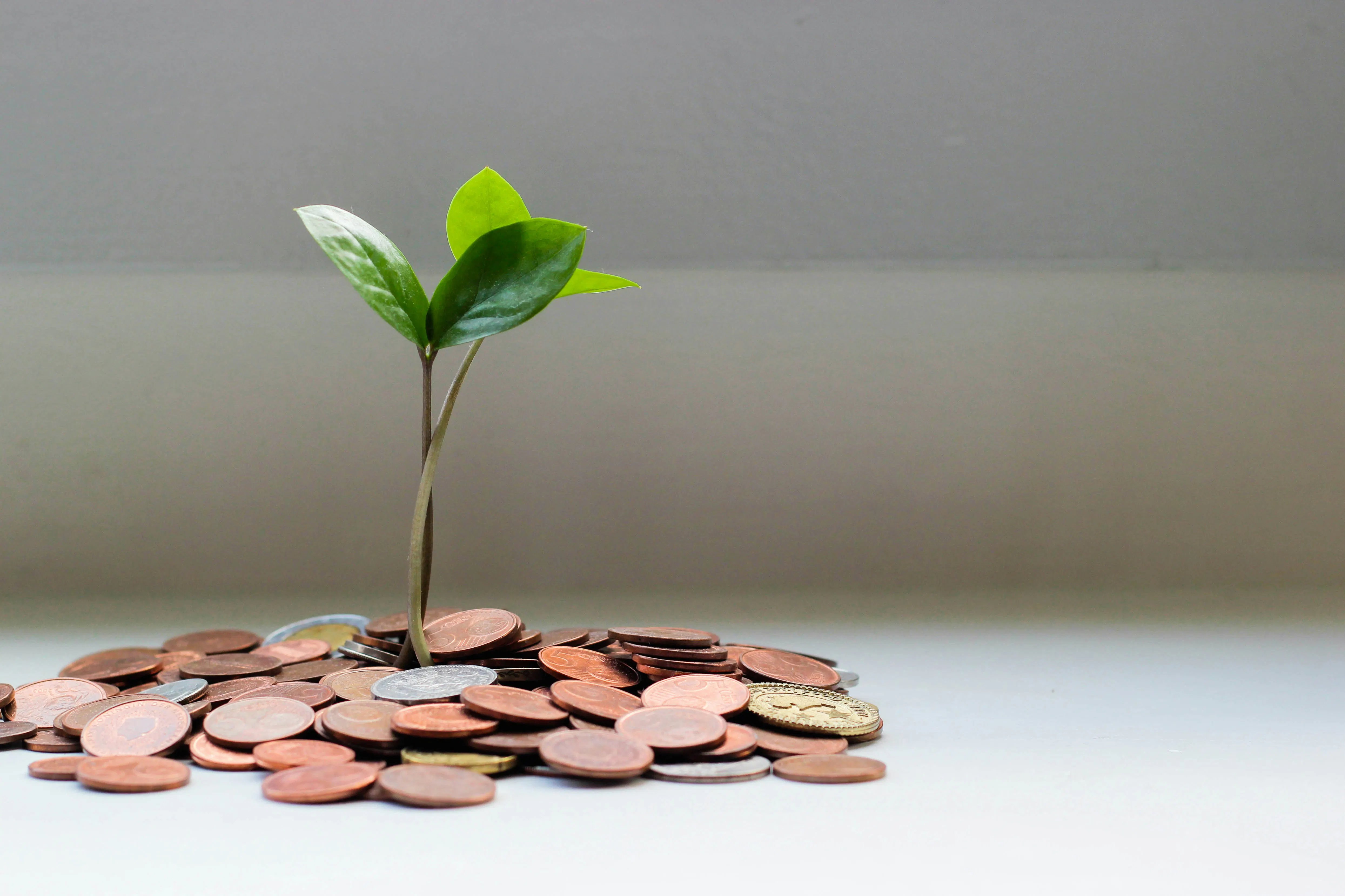 Flip Flop Financial Literacy