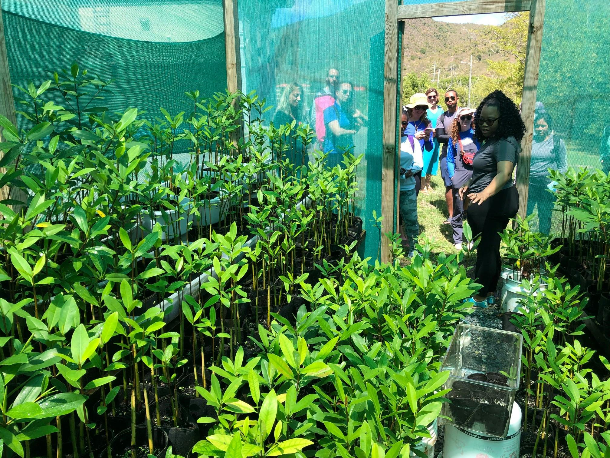 HLSCC Mangrove Nursery Managers Jian Jeffers