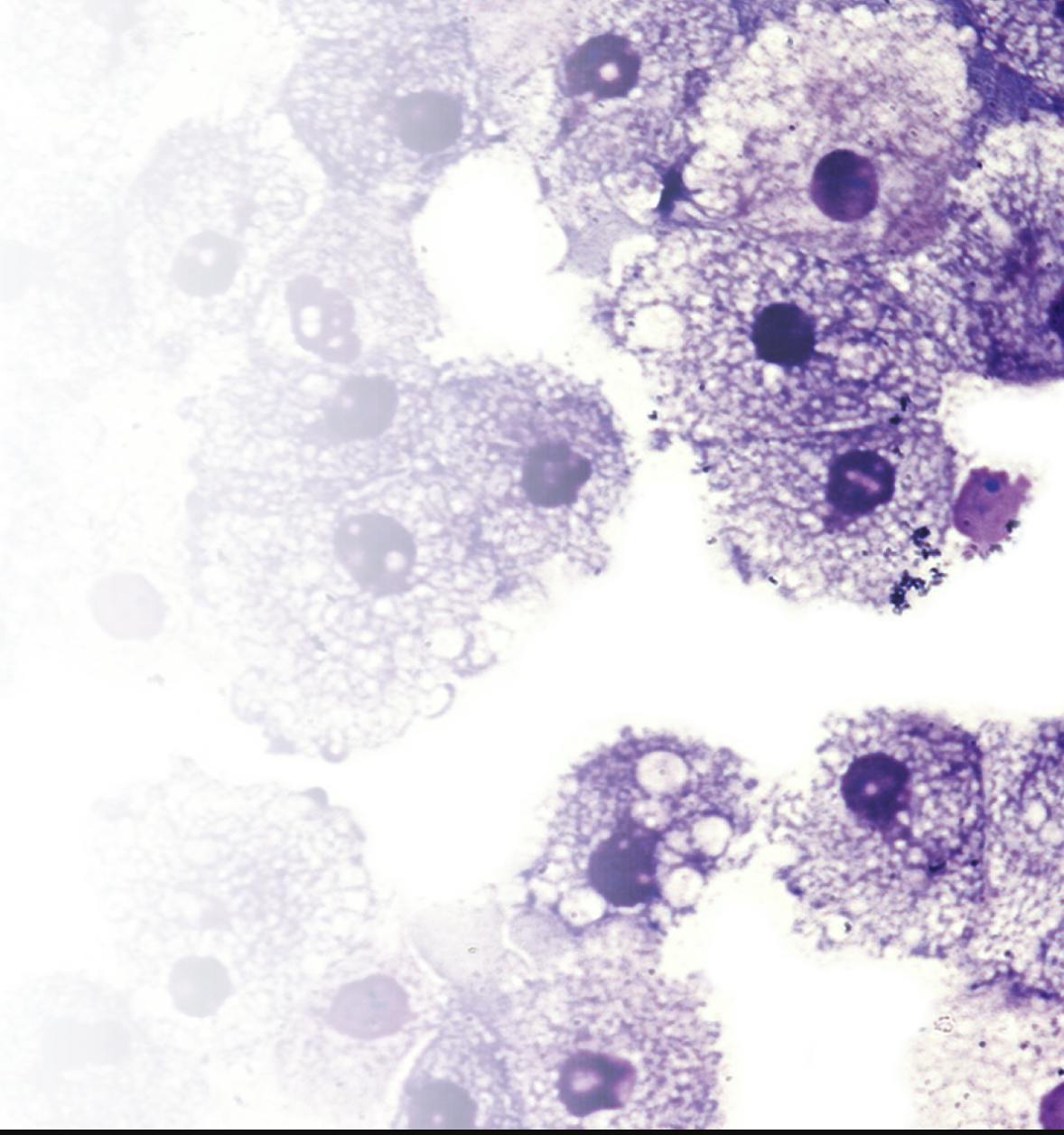 Multidisciplinary Research into the Immune System (with IMM training area co-directors Jeremiah Faith and Alice Kamphorst)
