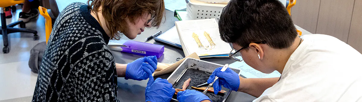 Students in general zoology class dissect a squid in class.