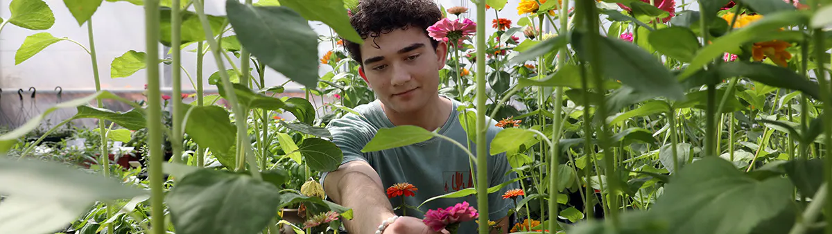 Horticulture student examines flowering plants growing in JCCC's greenhouse.