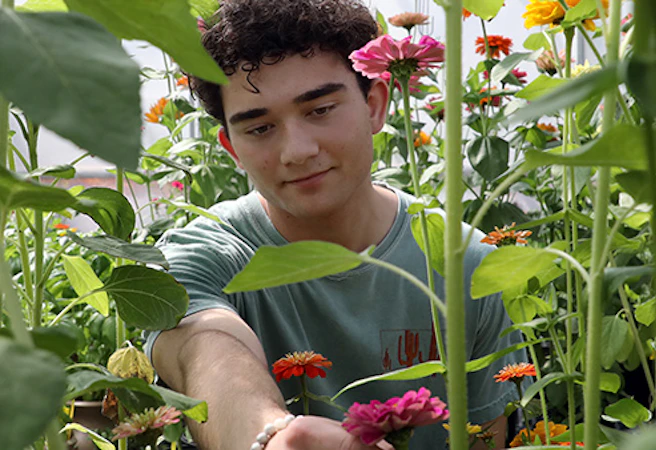 Horticulture student examines flowering plants growing in JCCC's greenhouse.