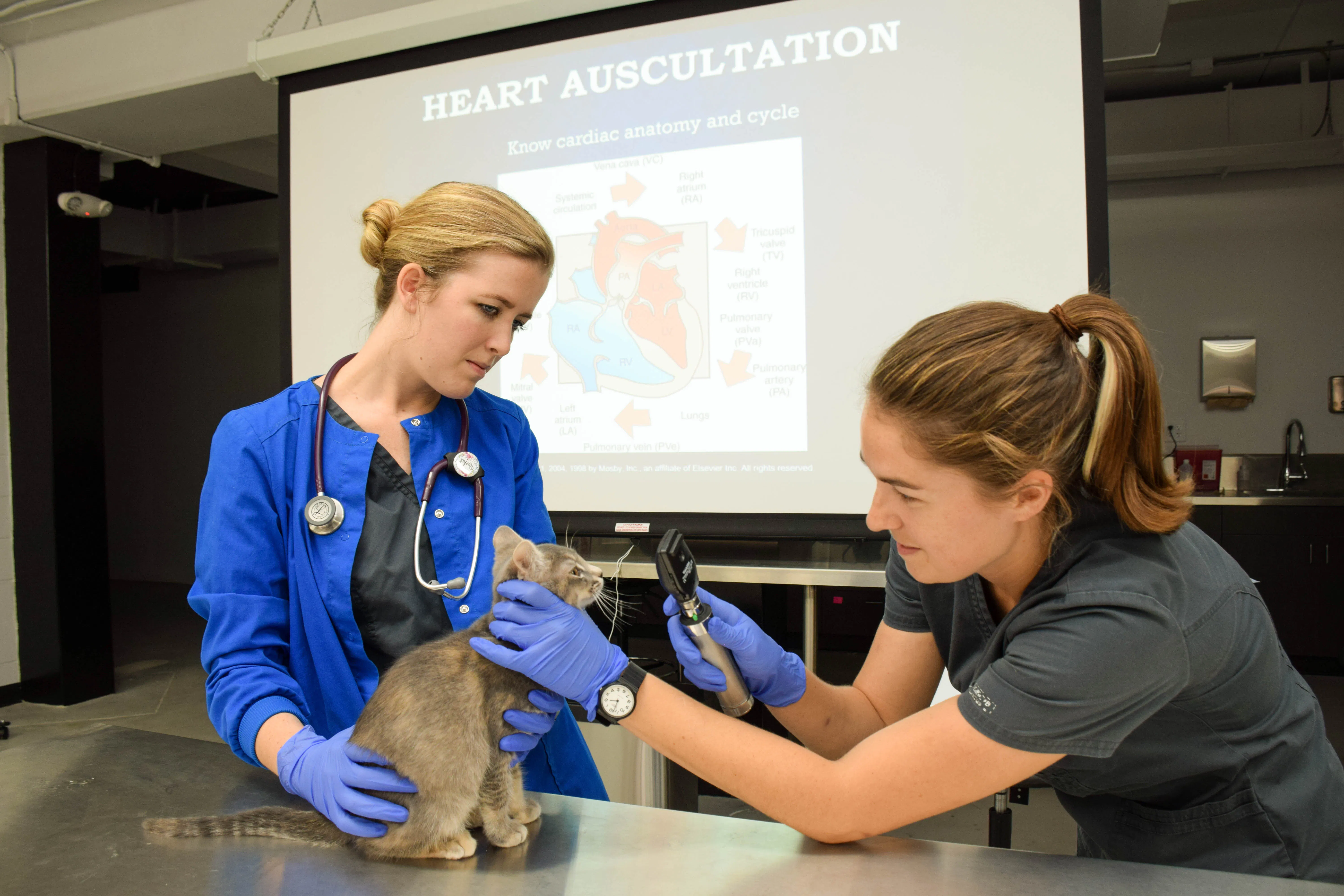 Photo of Vet Tech students examining a kitten