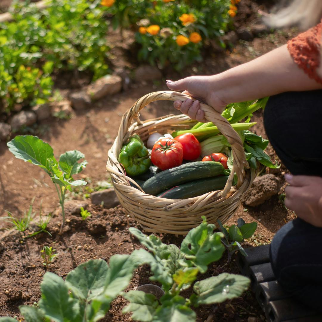 🌱 Homesteading Series: Gardening for Beginners