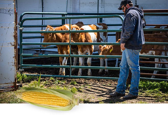A student works on the university farm.