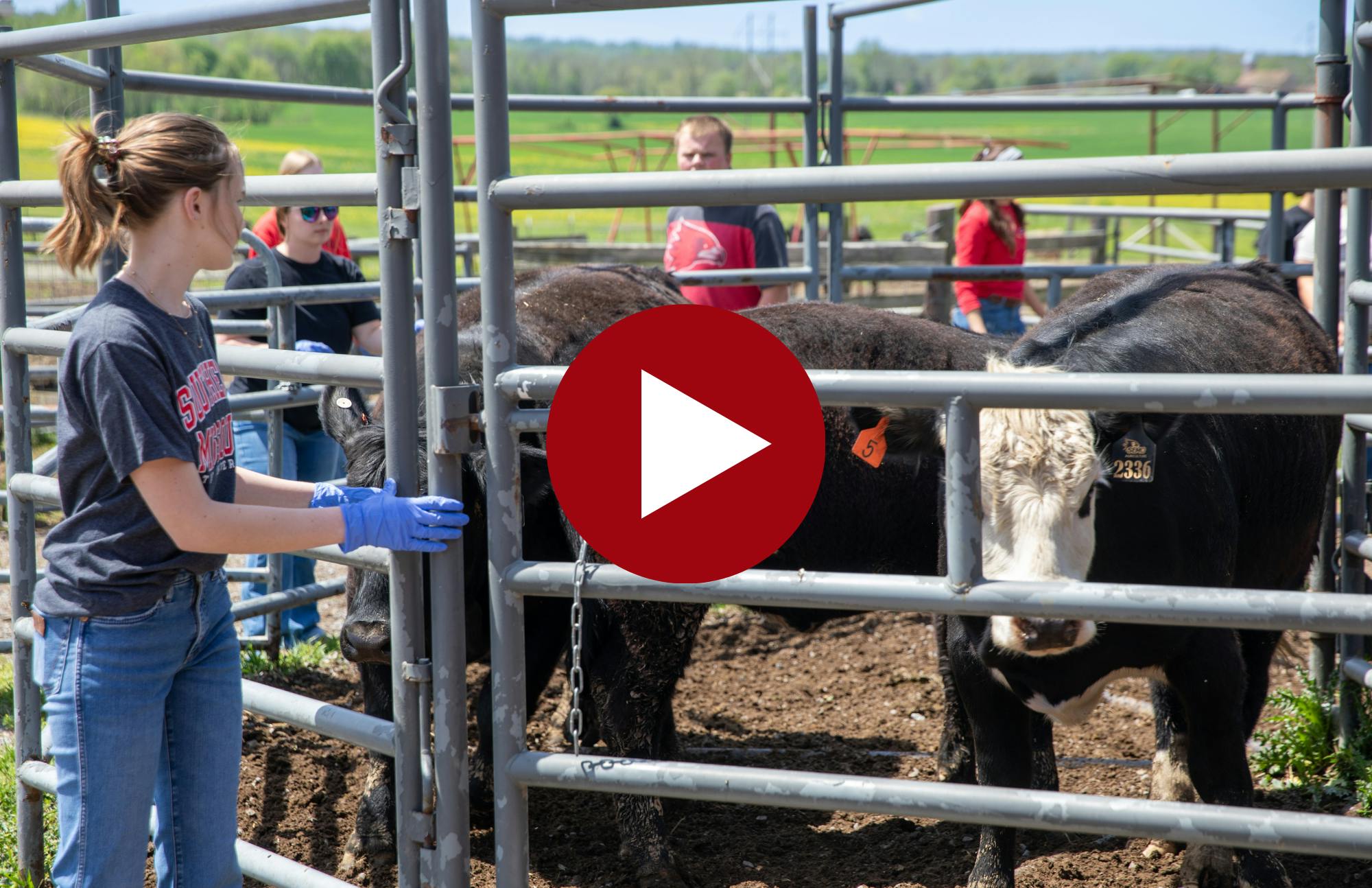 SEMo agriculture students working with cattle on the David M Barton Agriculture Research Center with play button overtop the image