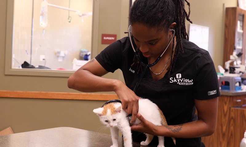 Jae holds a small orange kitten with a stethoscope to the side of its chest