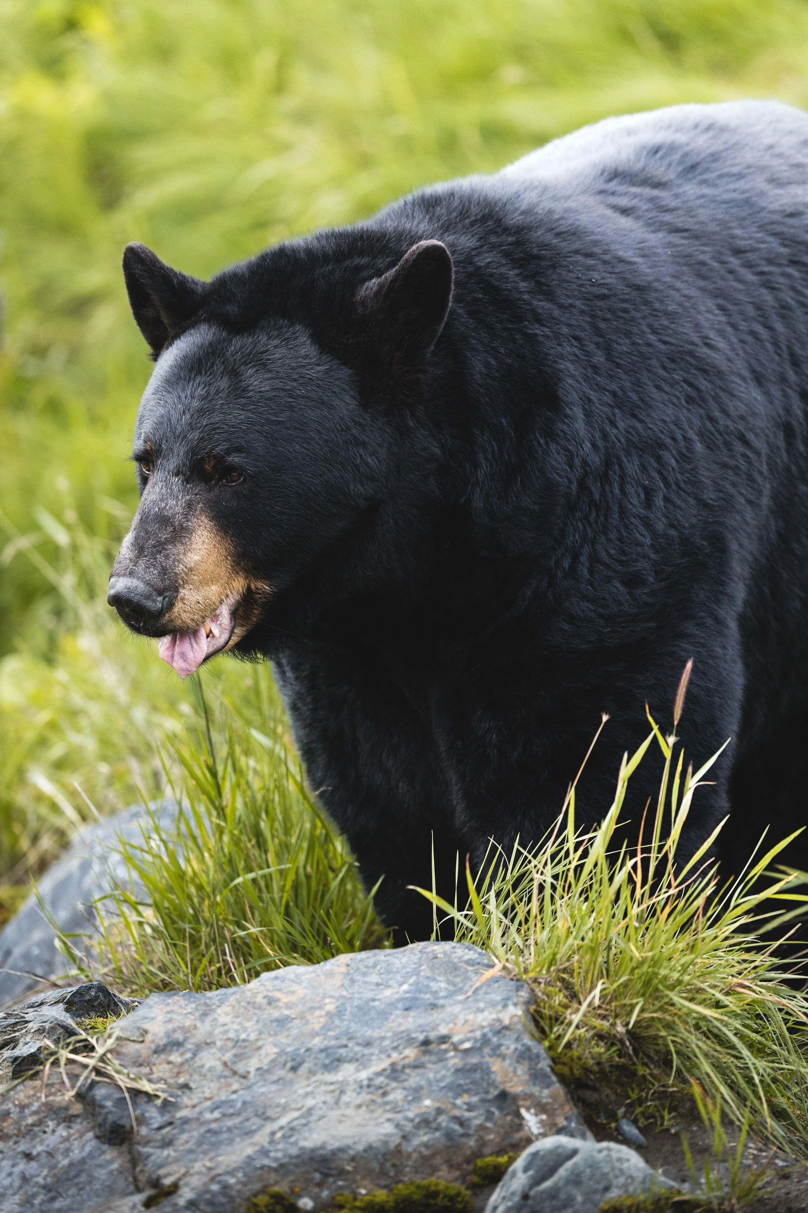 SCC Science Division Offers Seminar on NC Black Bears
