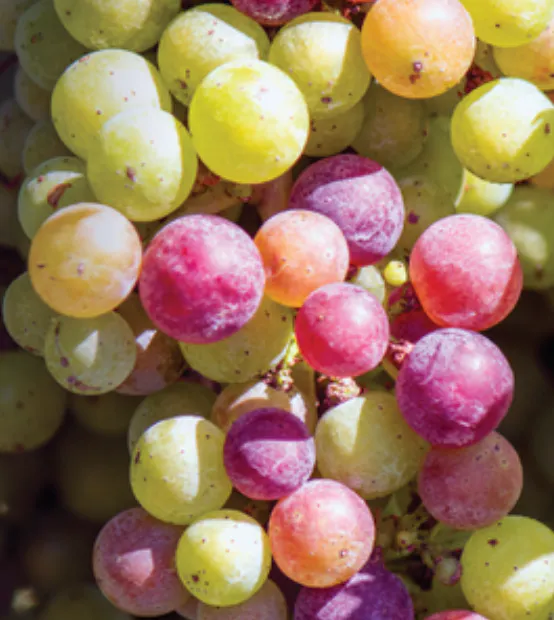 14th annual Southeastern United Grape and Wine symposium