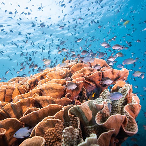 Interdisciplinary Marine Conservation Advanced Certificate Info Session