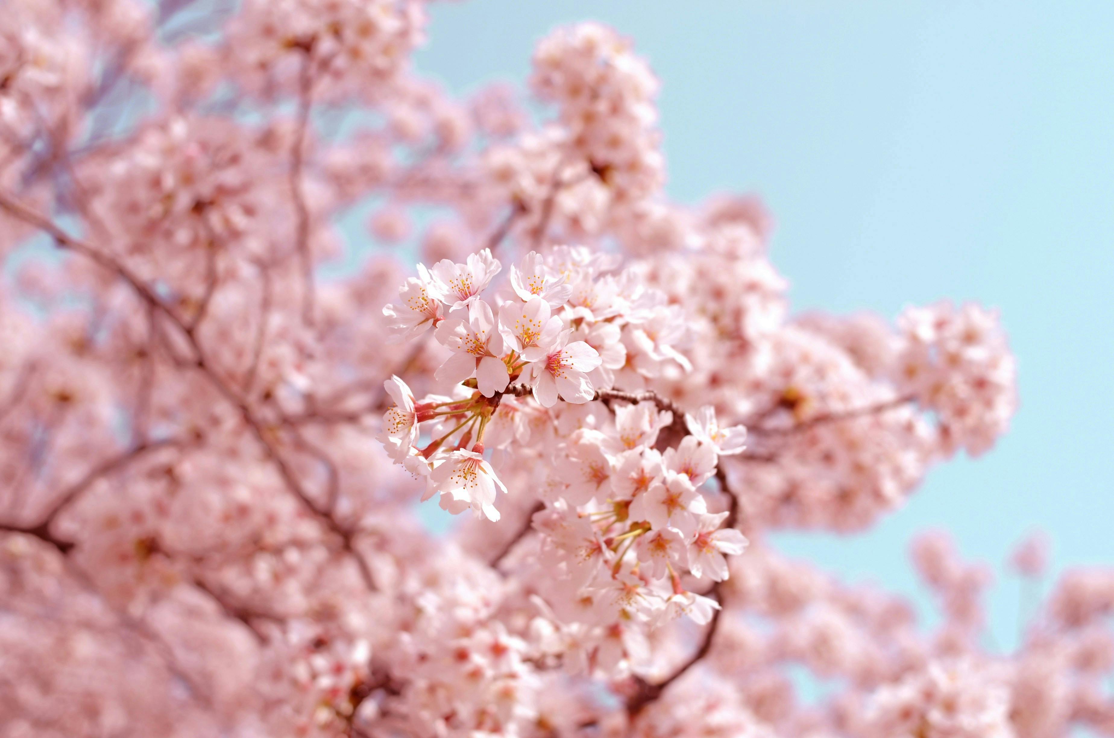Wellness Resources