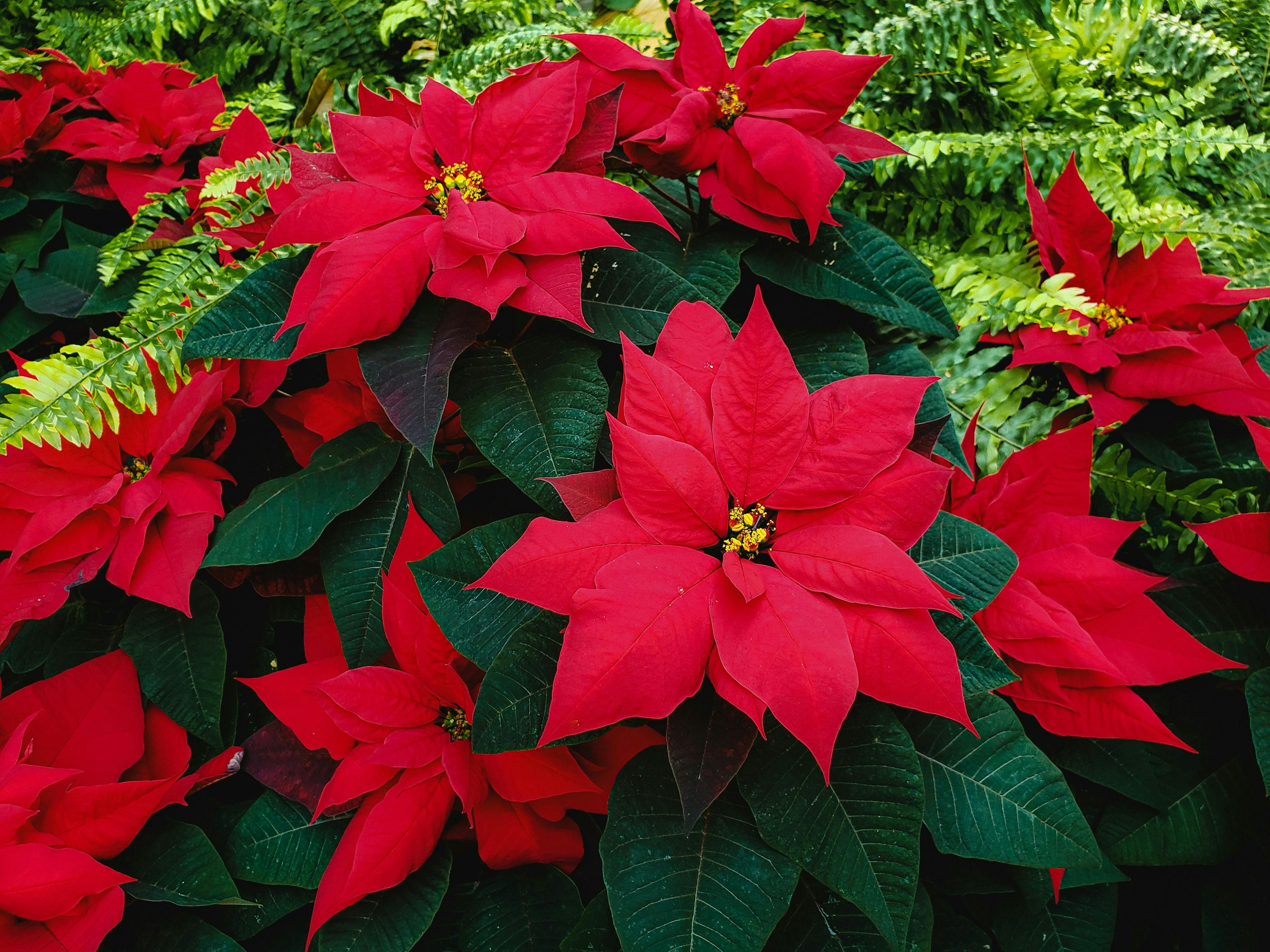 PTA Poinsettia Fundraiser